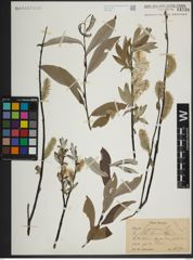 Foto von Salix lapponum L.